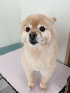 チョビくんのトリミング写真