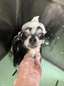 ティムくんのトリミング写真