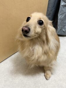 てんくんのトリミング写真