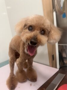ナナちゃんのトリミング写真