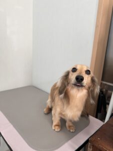 のあちゃんのトリミング写真