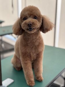はなちゃんのトリミング写真