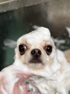 陽(はる)くんのトリミング写真