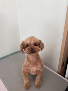 はるまちゃんのトリミング写真