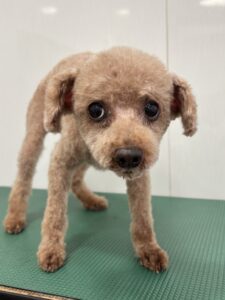 ひいろくんのトリミング写真