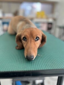 ひめちゃんのトリミング写真