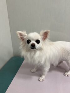 福(ふく)ちゃんのトリミング写真