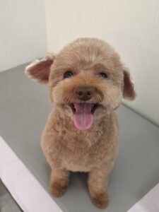 プティちゃんのトリミング写真