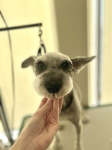 プリンちゃんのトリミング写真