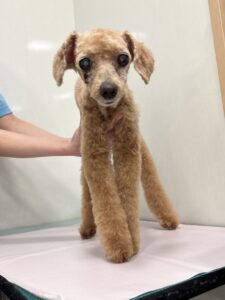 ベルちゃんのトリミング写真