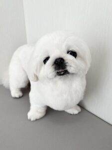 ペキコちゃんのトリミング写真