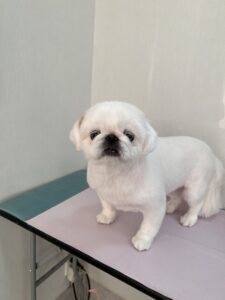 ペコちゃんのトリミング写真