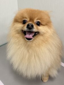 ぽん太くんのトリミング写真