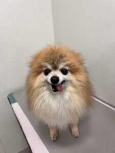 まるくんのトリミング写真