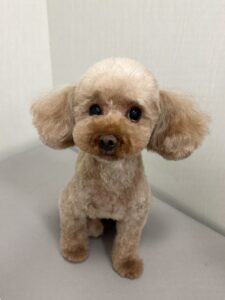 まるちゃんのトリミング写真