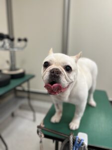 まるちゃんのトリミング写真