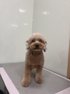 ミランちゃんのトリミング写真