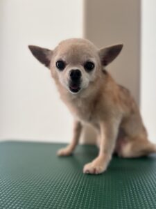 ミロくんのトリミング写真