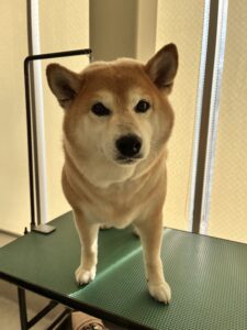 むぎちゃんのトリミング写真