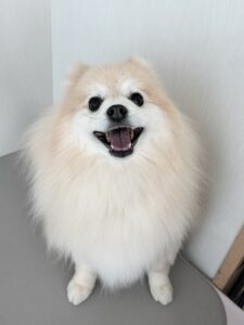 麦(むぎ)ちゃんのトリミング写真
