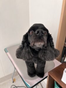 夢(ムー)ちゃんのトリミング写真