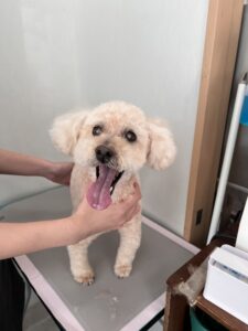 モカくんのトリミング写真