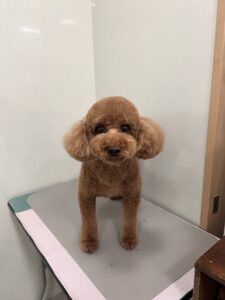 モコちゃんのトリミング写真