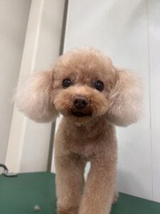 もなかちゃんのトリミング写真