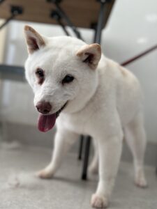 ゆずちゃんのトリミング写真