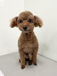 リヨンくんのトリミング写真