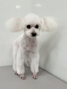 リリーちゃんのトリミング写真