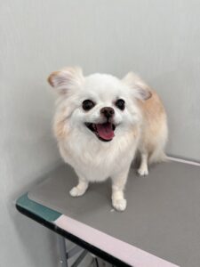 カロンちゃんのトリミング写真
