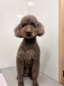 クロくんのトリミング写真