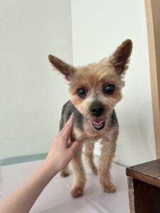 ココアちゃんのトリミング写真
