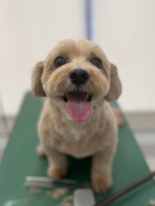 コロくんのトリミング写真