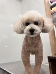 コロくんのトリミング写真