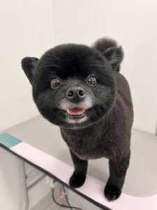 ジッポくんのトリミング写真