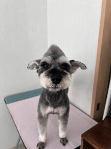 ソルトくんのトリミング写真