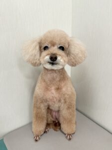 ティアラちゃんのトリミング写真
