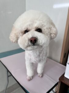 ナナくんのトリミング写真
