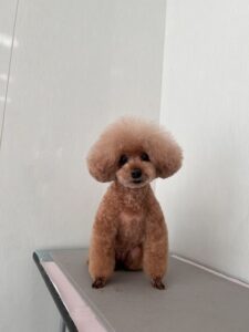 ナナちゃんのトリミング写真