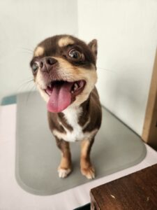 ニコちゃんのトリミング写真