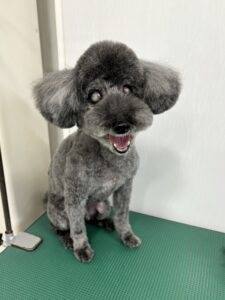 パルくんのトリミング写真