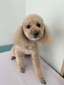 パルムくんのトリミング写真