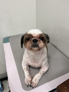 プリンちゃんのトリミング写真