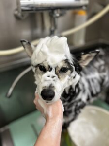 プーちゃんのトリミング写真