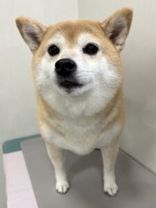 マロンちゃんのトリミング写真