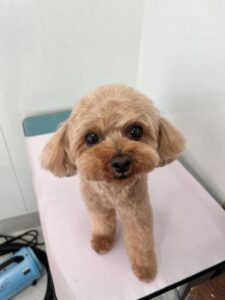 モコちゃんのトリミング写真