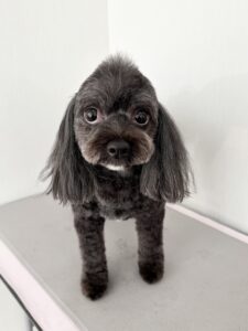モナちゃんのトリミング写真