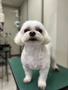ライくんのトリミング写真